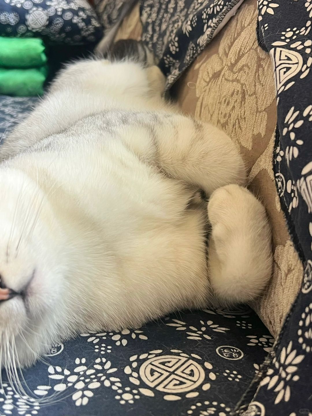 天冷了，小猫咪开始揣手手喽！