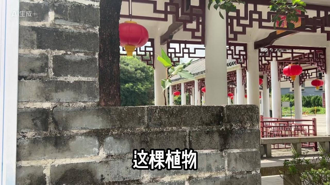 这棵植物明明被空间限制，根扎在硬石缝里，却还是拼尽全力向上生长，像要把每一寸阳光
