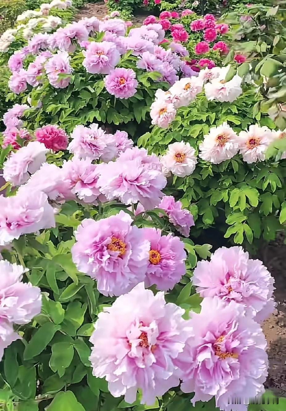  四月洛阳，牡丹倾城！一花开罢百花羞，满城尽带富贵香。姚黄魏紫次第开，粉黛如烟、