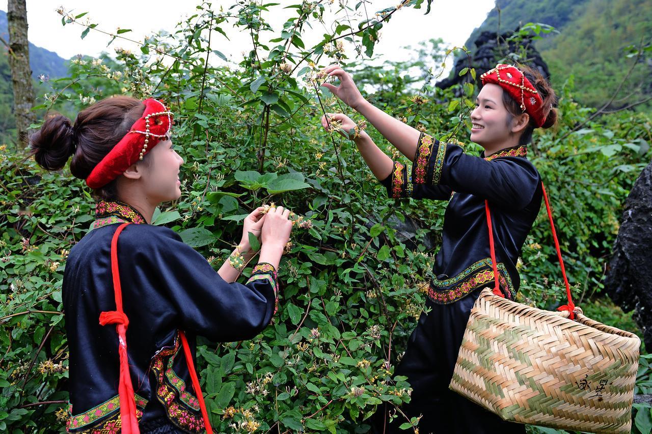 【 马山古朗屯：金银花飘香】#鼓韵山歌 情满马山#马山古朗屯素有 “金银花之乡”