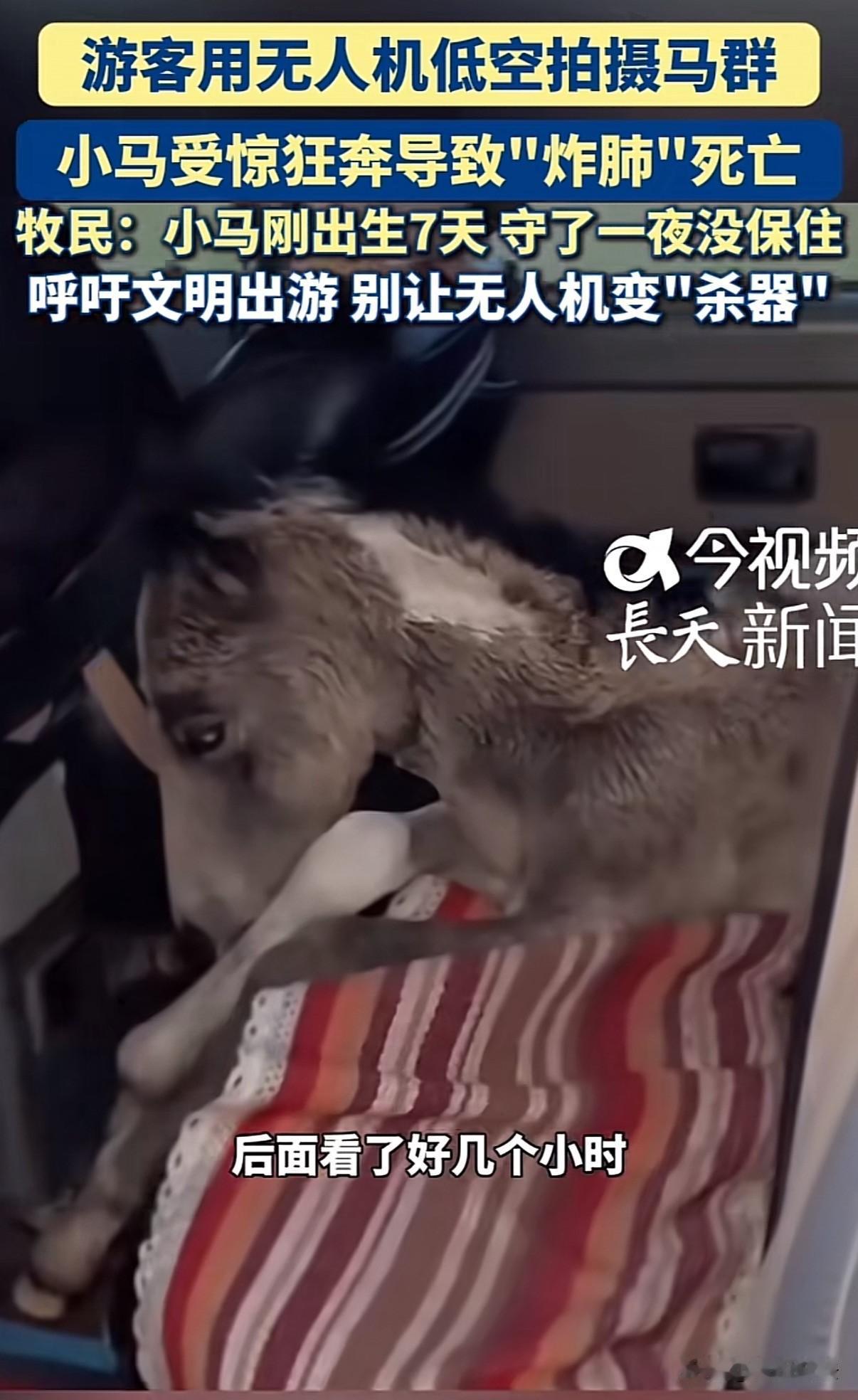 新疆和静，游客使用无人机故意追赶马群拍视频，一匹出生七天的小马在逃窜中突然肺炸，