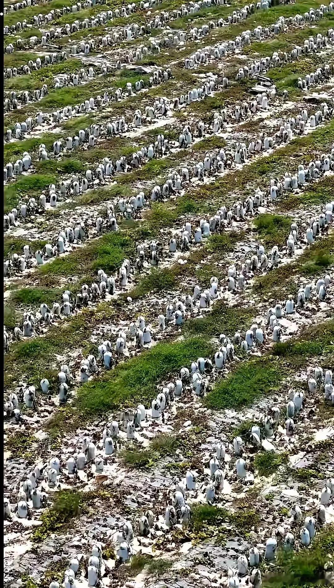 我滴个乖乖！远看吓一跳！近看才明白，你们看成了啥 