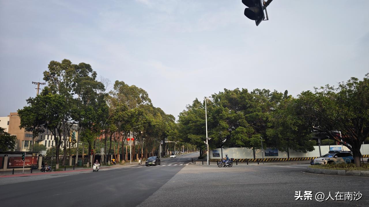 为了高速匝道建设，黄阁南路又一排桉树被清掉了，清完之后感觉整条路都开阔了不少。