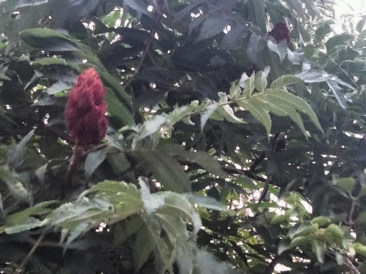 随手拍的花草树木