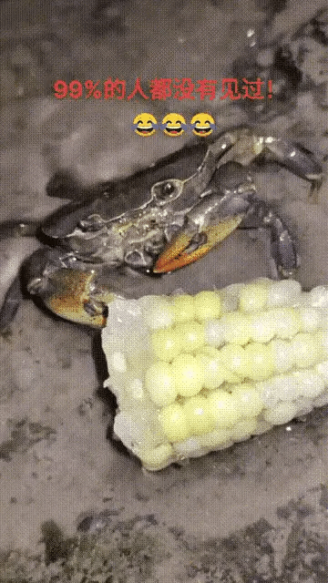 图一：不得不佩服螃蟹的淡定，水都开了它还能淡定的吃起来了。
图二：就尝尝味道，怎
