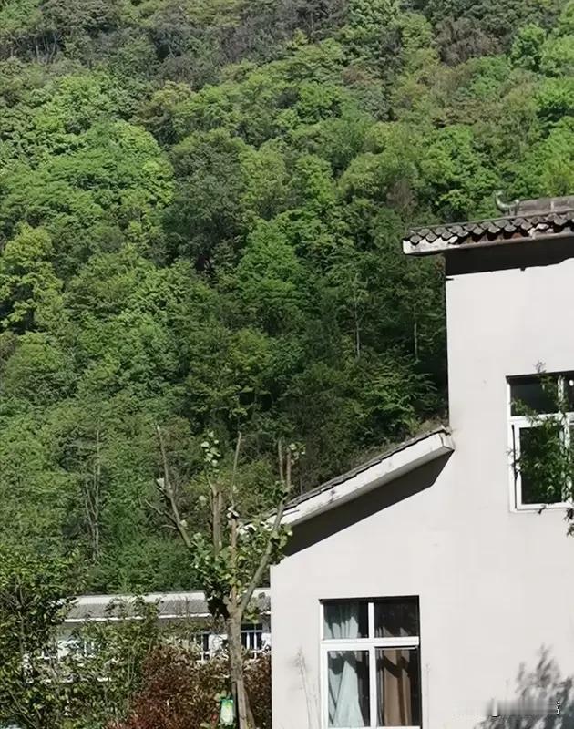 屋后青山绿
鞍前马蹄香