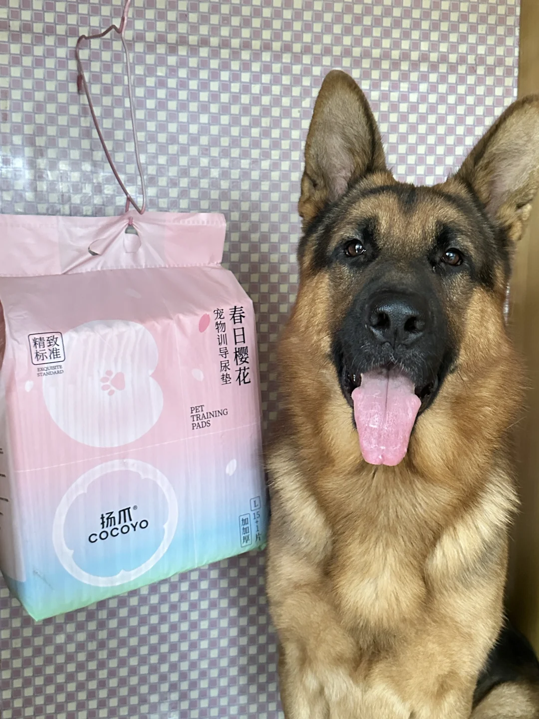 是谁家好🐶🐶上床就睡觉，下地就尿尿啊