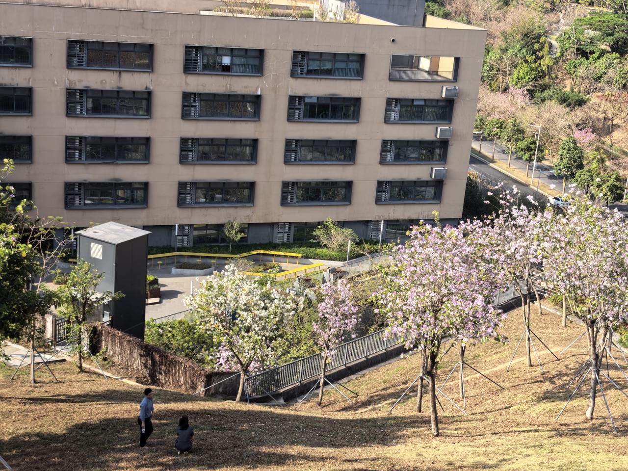 分享一张你最近随拍的照片上周末拍于玉龙公园，别处的紫花枫铃木花以凋零，这个公园的
