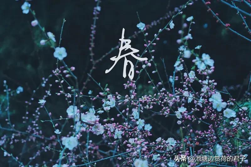 春之韵
春风轻吻柳丝梢，
燕舞呢喃筑梦巢。
桃蕊含羞添秀色，
青山着意换新袍。