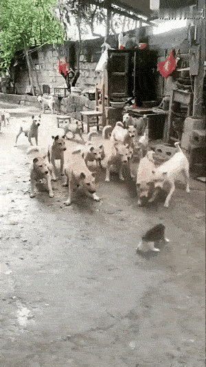 谁说猫咪独挡群狗是真“霸气”？
        其实是狗狗们藏在基因里的温柔在作
