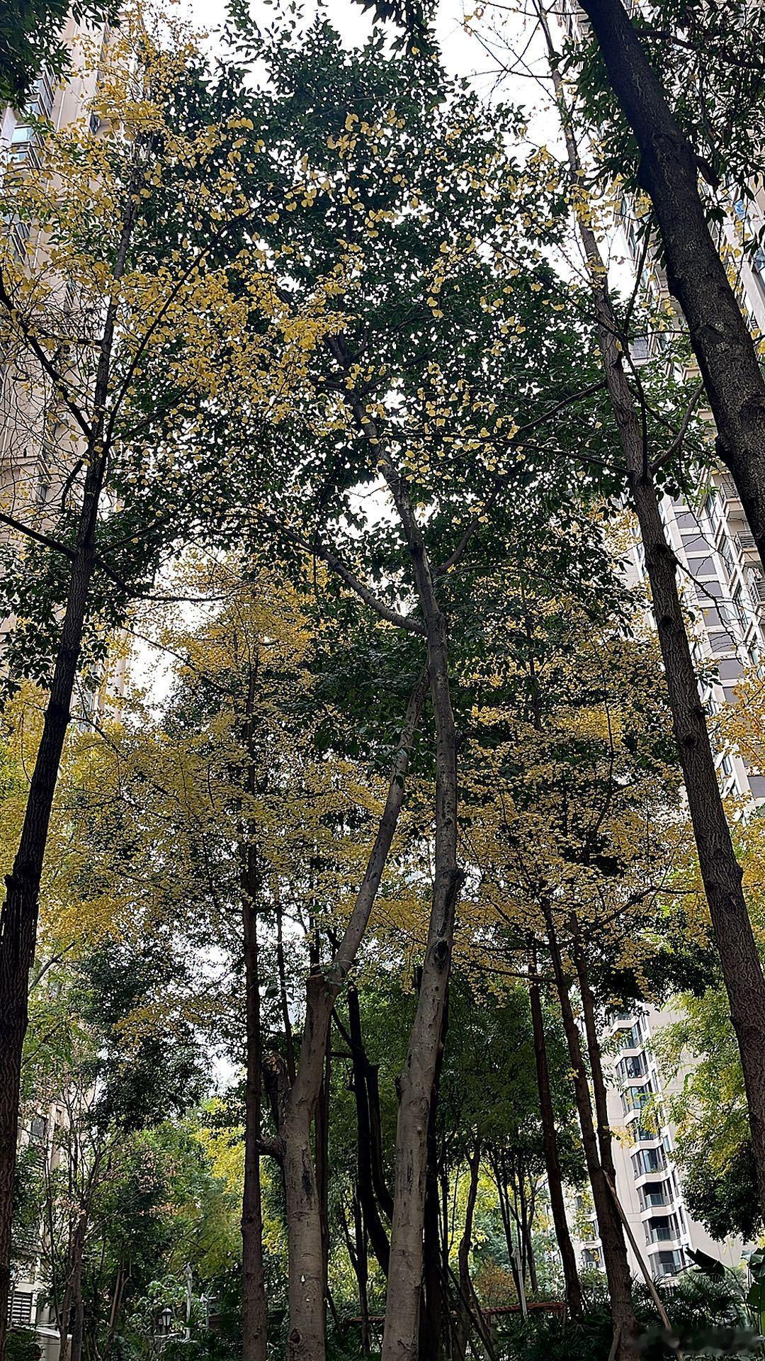 觉得2025中超最佳评选，就是中足联故意制造一些争论话题，反正闲着没事干中超联赛