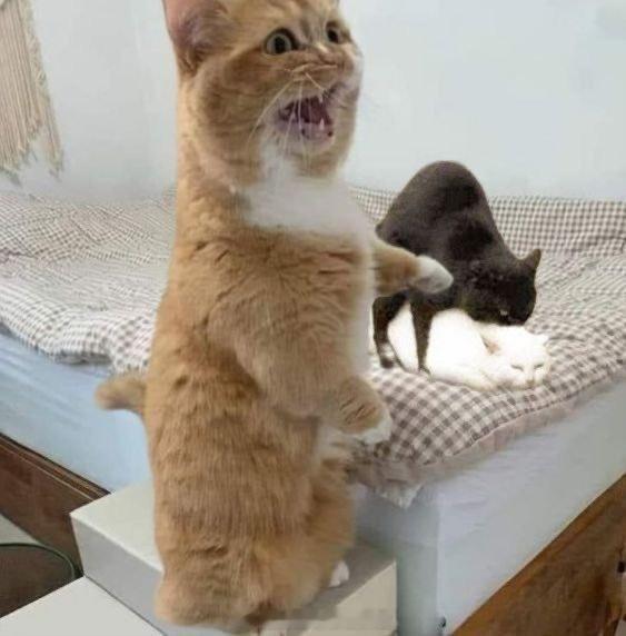 “我破防啦！” ​​​