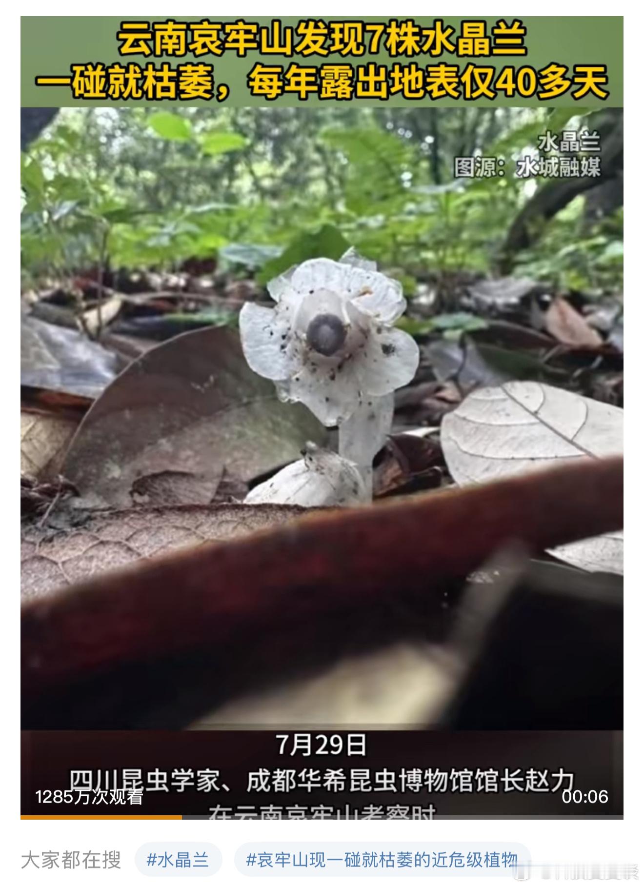 长的确实有点瘆人很好奇问一下冥界是在哪里想去体验感受一下！哀牢山发现7株冥界之花