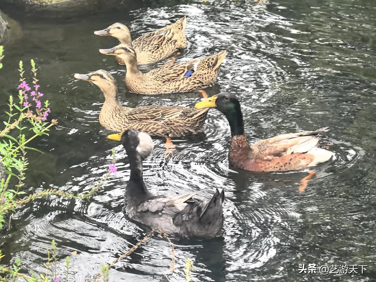 五龙潭鸭儿