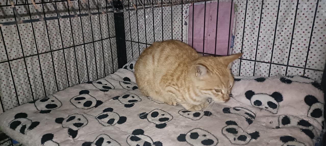 有一只三个月大的小橘猫这两天一直病怏怏的，在平台猫屋躲着，我想抓住它喂药，可一靠