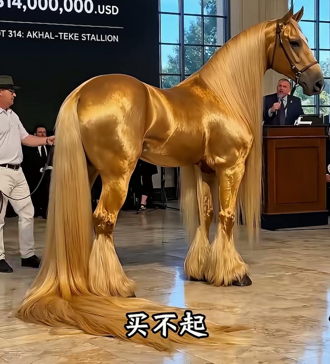 这马看起来贵得离谱！这是血汗宝马吗？真漂亮！价值多少钱呢？有知道的吗？ 高颜值马