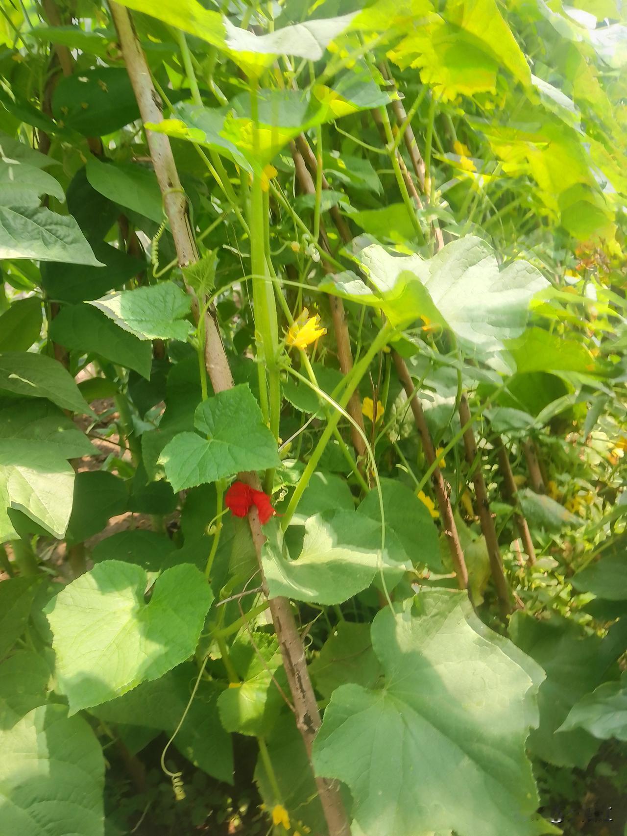 柳叶轻摇为夏狂，
莺歌燕舞彩蝶忙。
闲来独坐听风雨，
吹来蔷薇满院香。