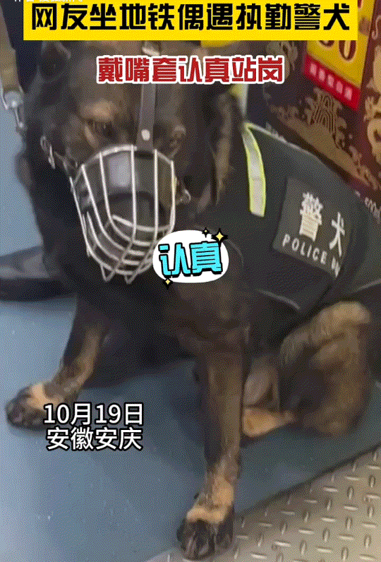 最近有网友坐地铁时，拍到一只警犬戴上了口罩。画面中可以看到，这只警犬很听话的蹲坐