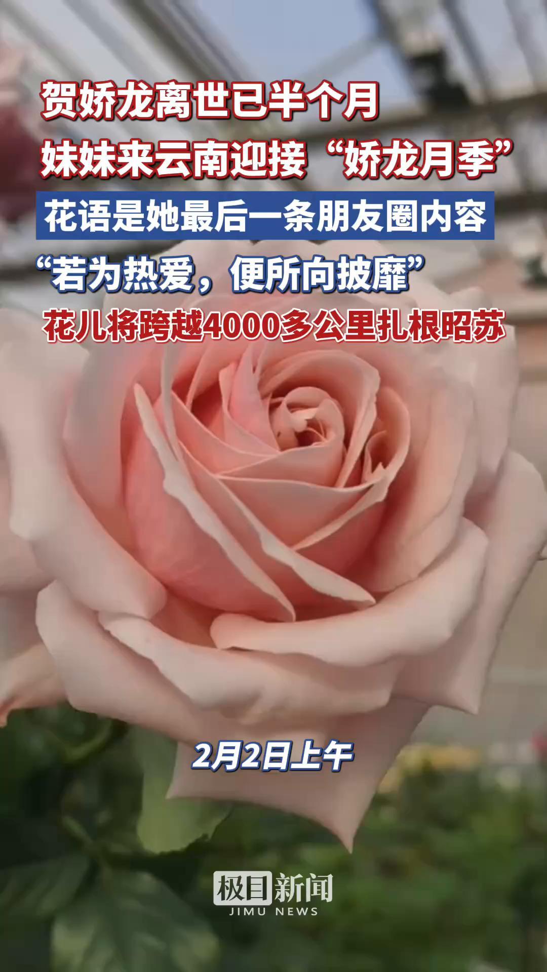 “娇龙月季”已安放在娇龙厅历时两年半培育而成，全株仅存14株。贺娇龙的纪念活动并