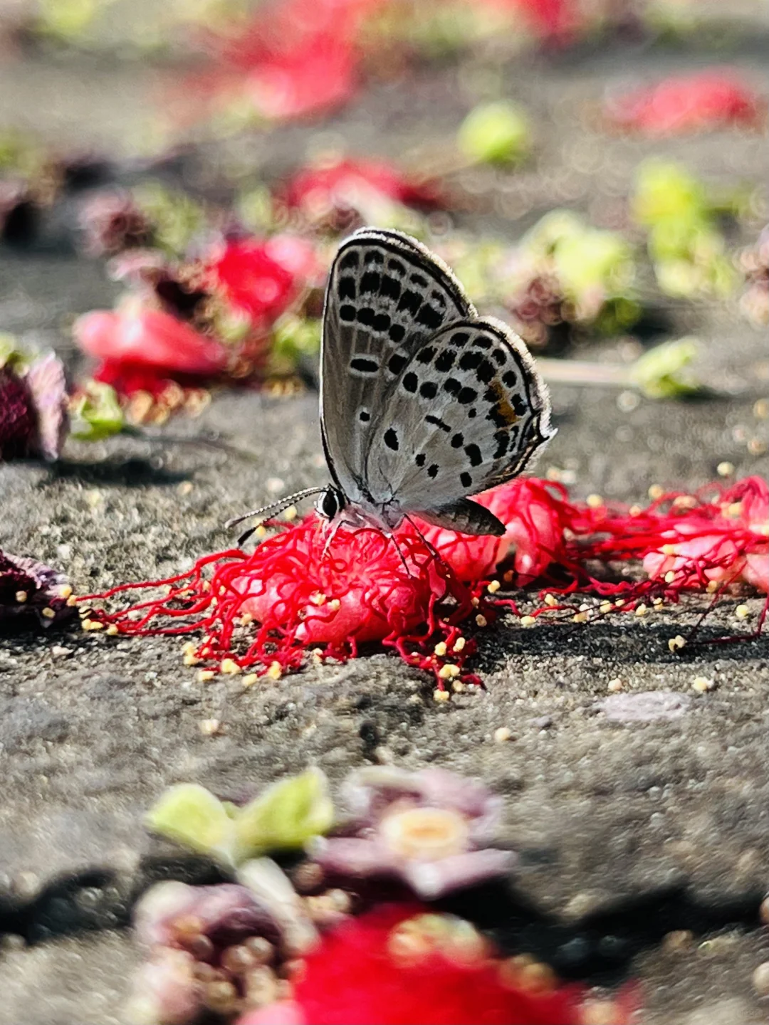 福州植物美图｜朝开夕落，刹那芳华的红花玉蕊