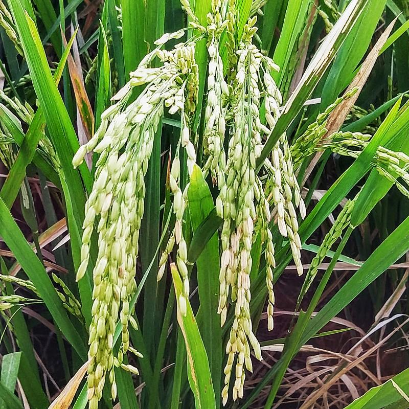 千里沙漠干又黄，
西北风卷尘暴起。
气候变化雨带移，
天山雪水共滋润，
沙漠垒垅