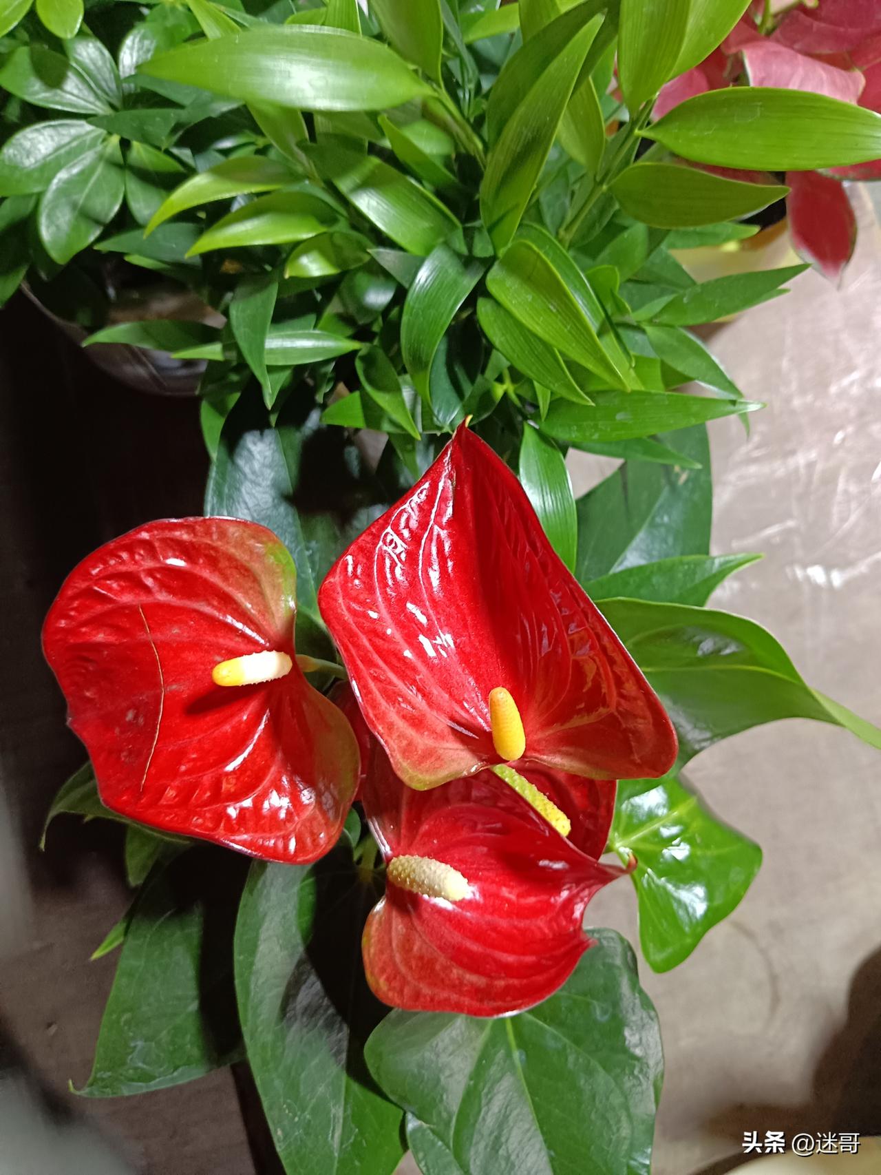 文凭是敲门砖，文化是定盘星。
短期看文凭重要，长期看文化更重要。
 
没有文凭，