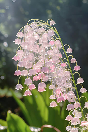铃兰的花语是幸福归来