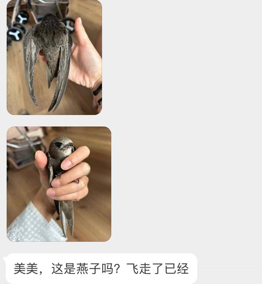 人见人爱的【北京雨燕】翅膀特别精致，一生都在天上飞～ ​​​
