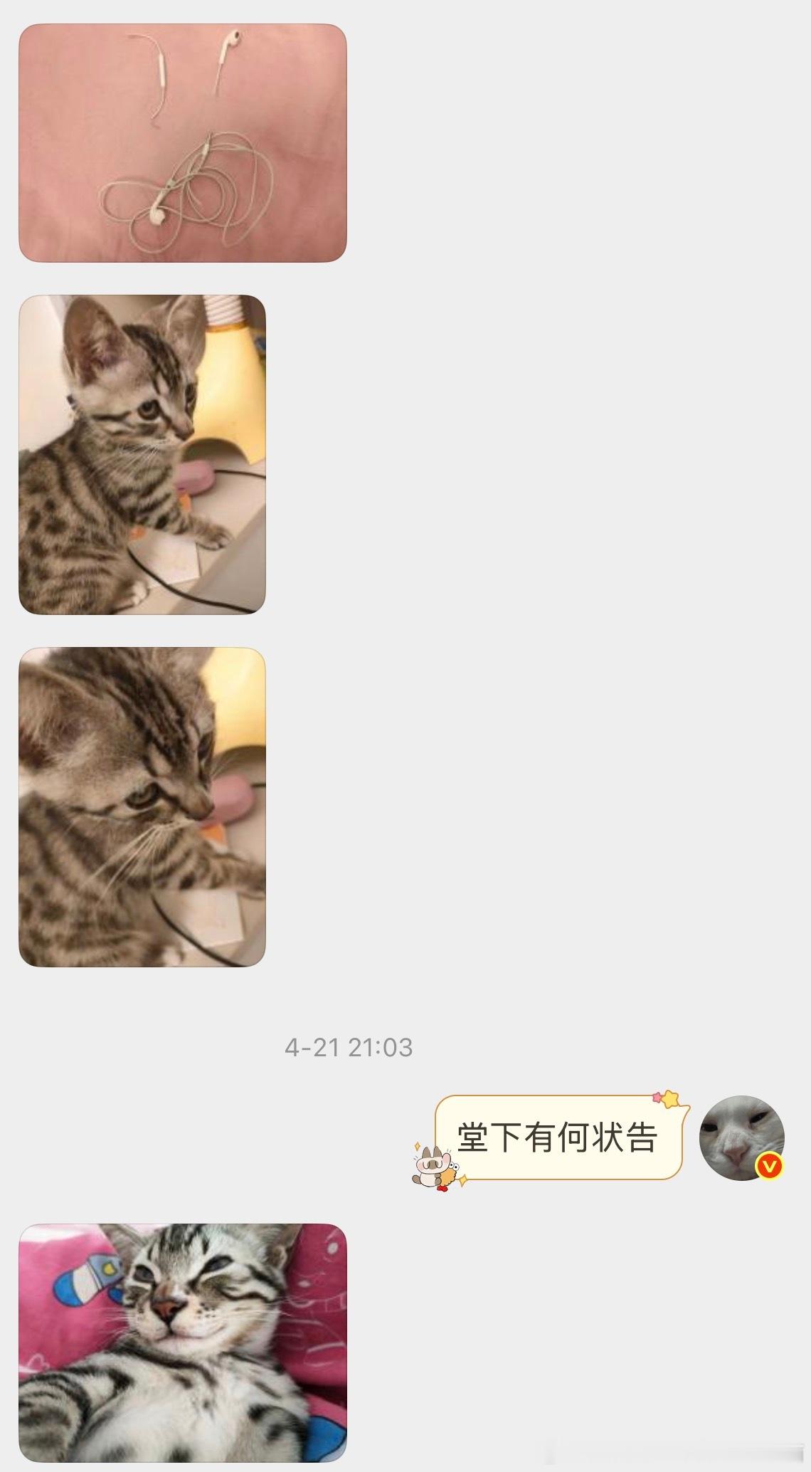 【非】也不讲话 就发一张很嚣张的美猫过来 本猫投稿 