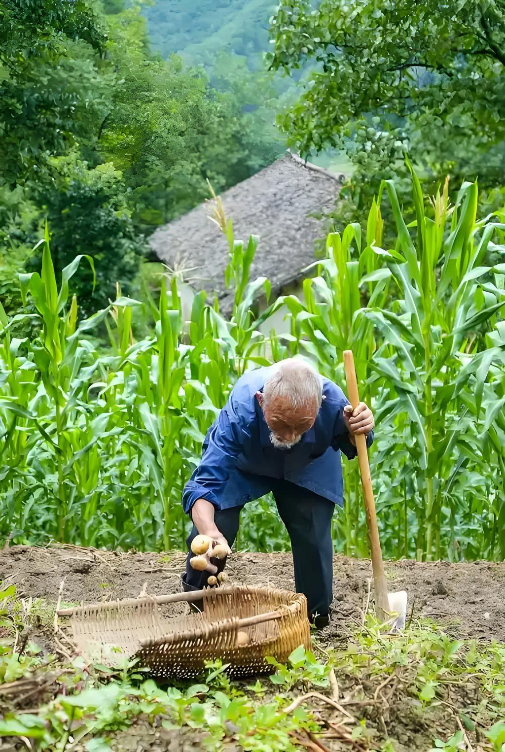 八旬老汉未曾闲，
埋头苦干田野间，
只为三餐填饱肚
……请友续句……？

上联：