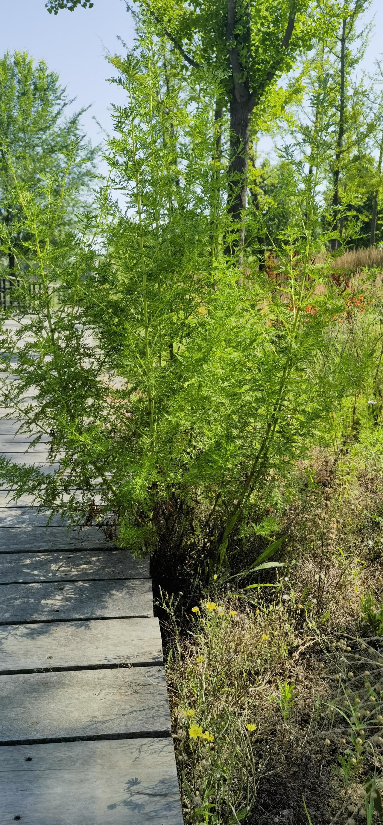 青蒿，一年生草本植物。
植株干挺枝舒，叶片互生，碎杂而纤小，近闻有恶臭，故而又名