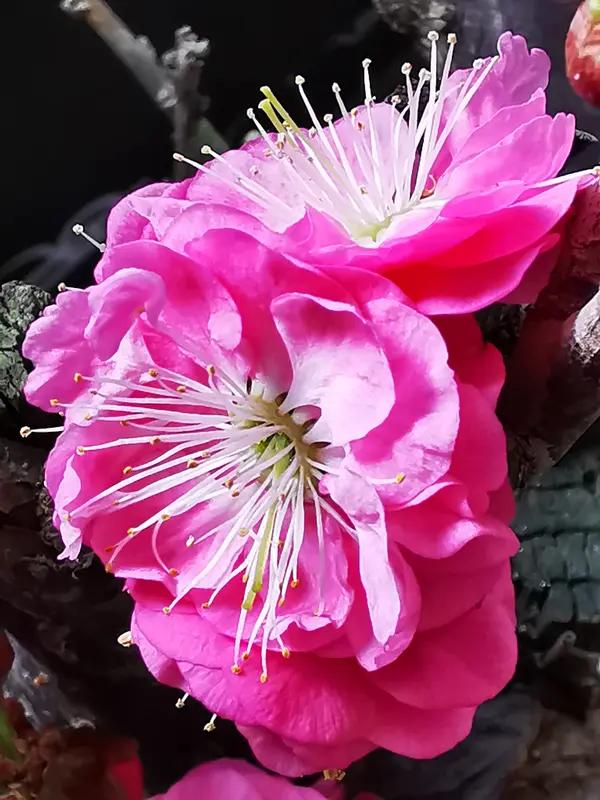 上联：年年岁岁花相似，求下联朝朝暮暮梦难圆。