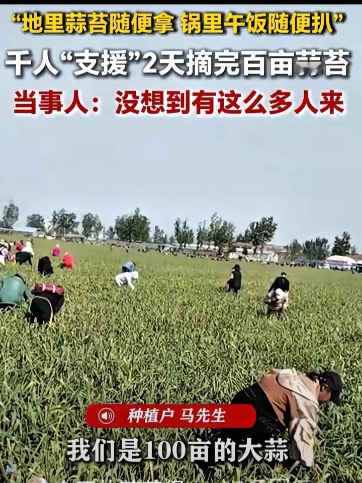 人怎么能聪明成这样?江苏徐州，男子种了一百多亩大蒜熟了，如果雇人摘，一个人一天得
