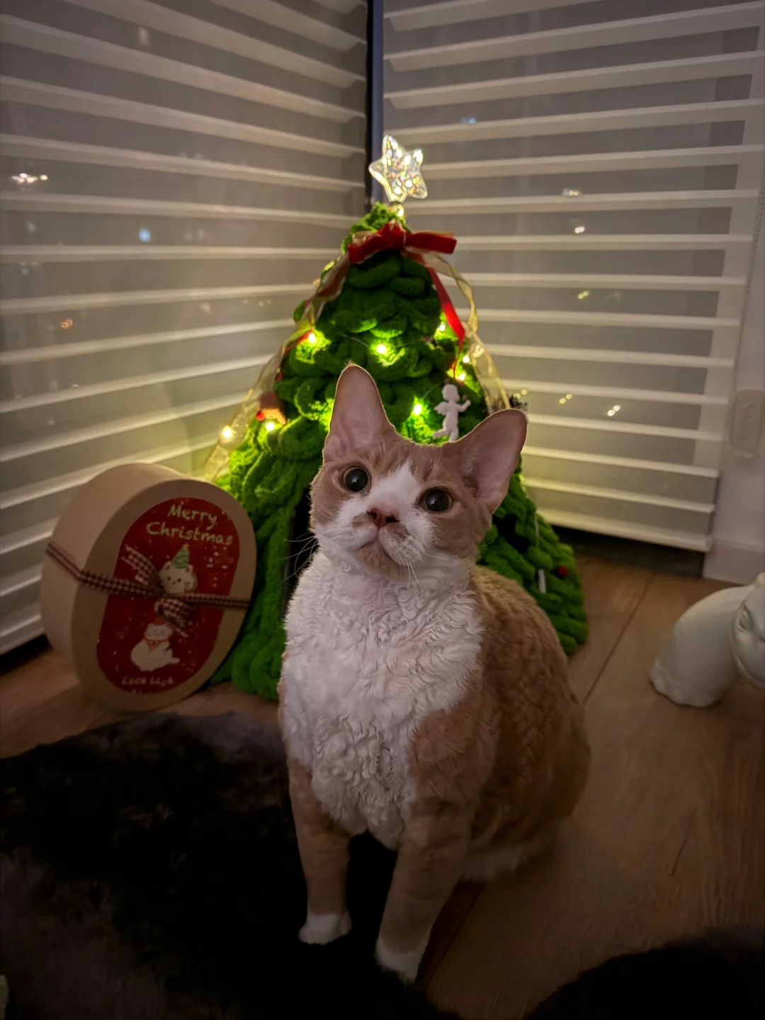 圣诞快乐🎄