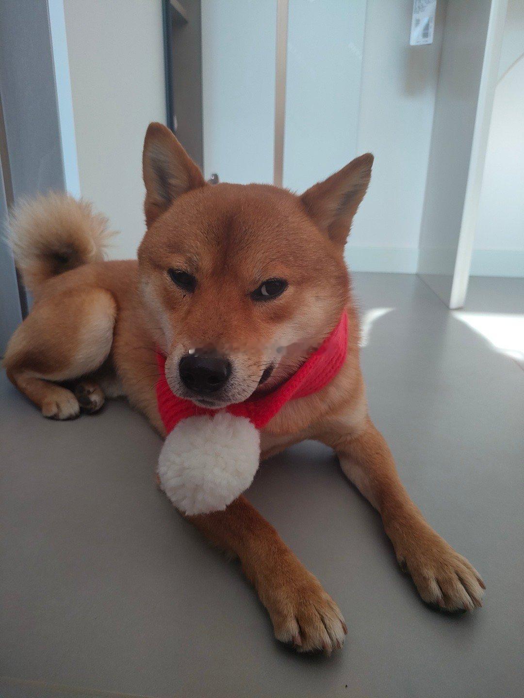 柴宝[doge]天不怕地不怕，就怕放鞭炮#转发接龙开新年# ​​​