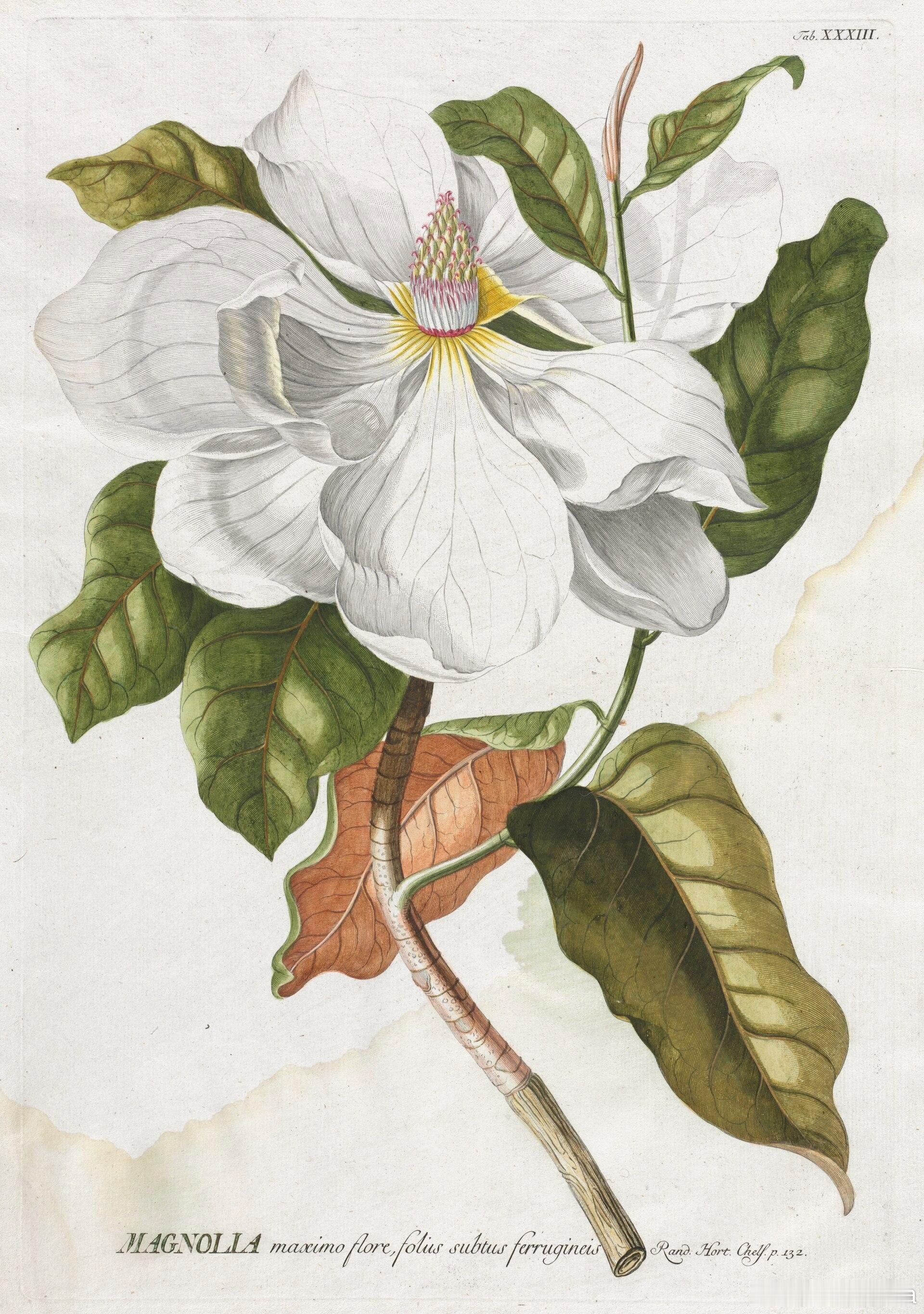 西洋历史文化鱼缸 德意志画家、植物学家乔治·狄奥尼修斯·埃雷特（Georg Di