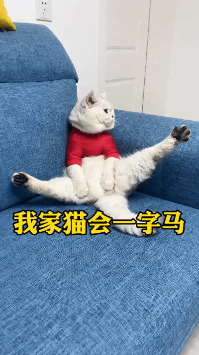 咱家养这小猫也太随性了，大大咧咧在沙发劈一字马，姿势潇洒又慵懒。
主人无奈吐槽：