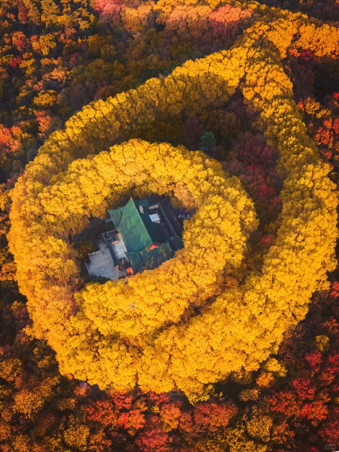 我拍到了金黄色的海洋，南京的秋宛如仙境🍂