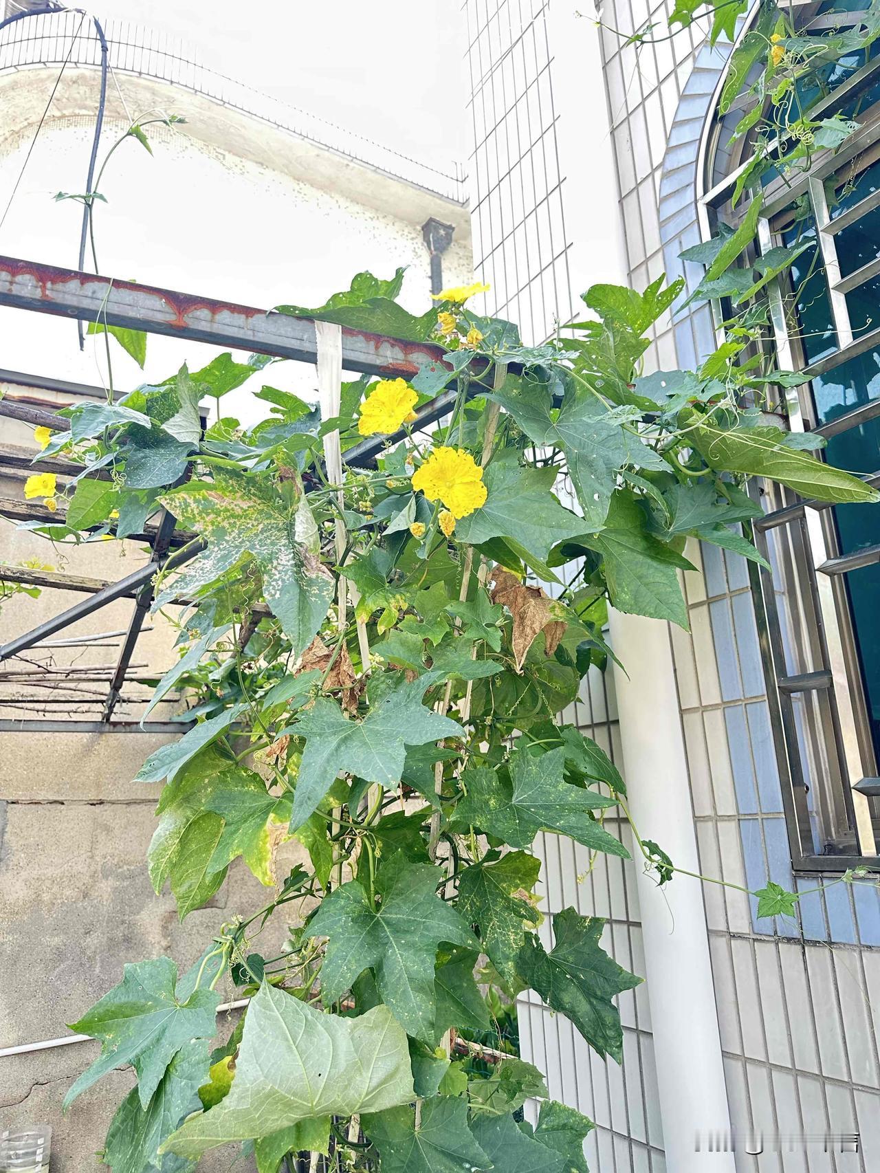 ，什么花都行