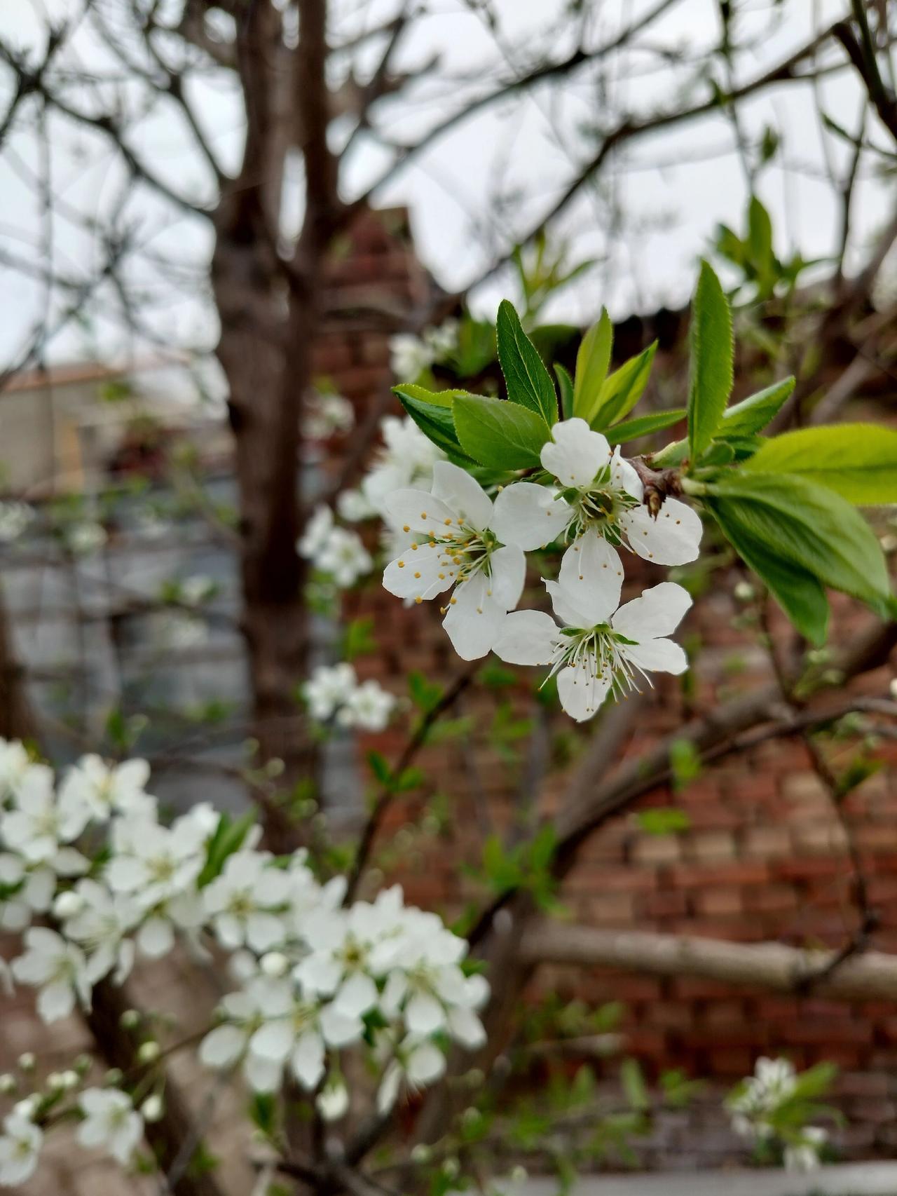 用一张照片证明你是花友，拒绝网图认识这是哪种花吗， 自然美无所不在，认识这种植物