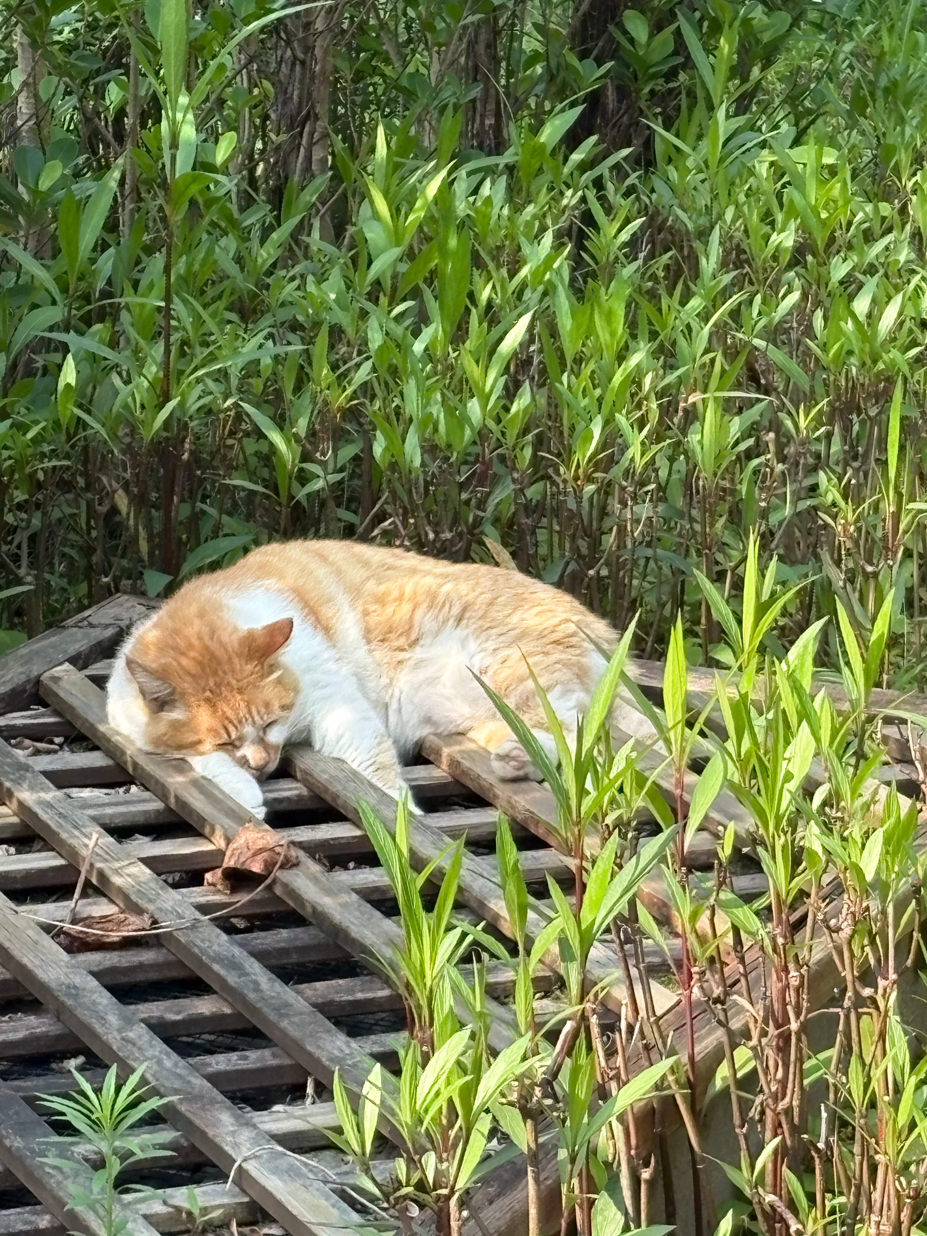 不当牛马的喵橘猫中华田园猫短短