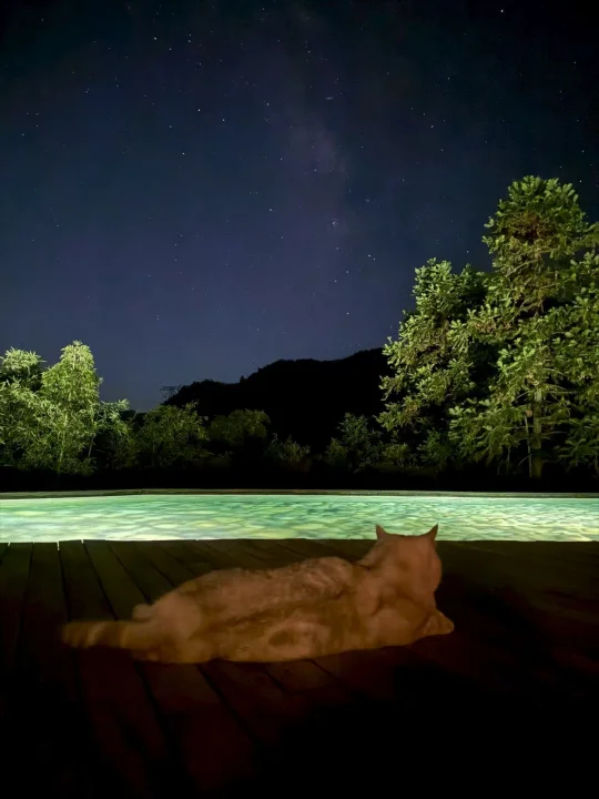 看星星的猫