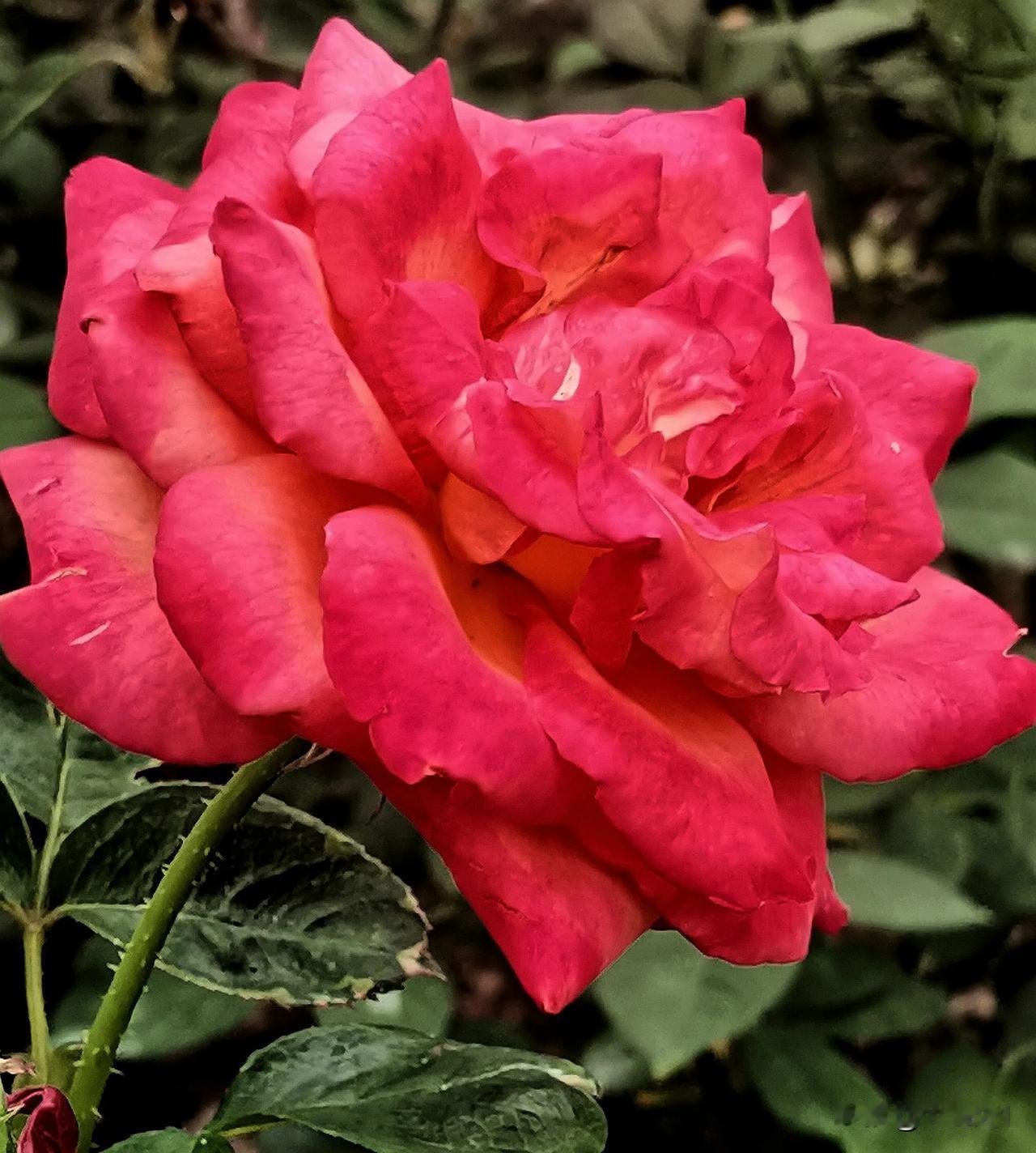 （原创）
每日分享  月季花赏析