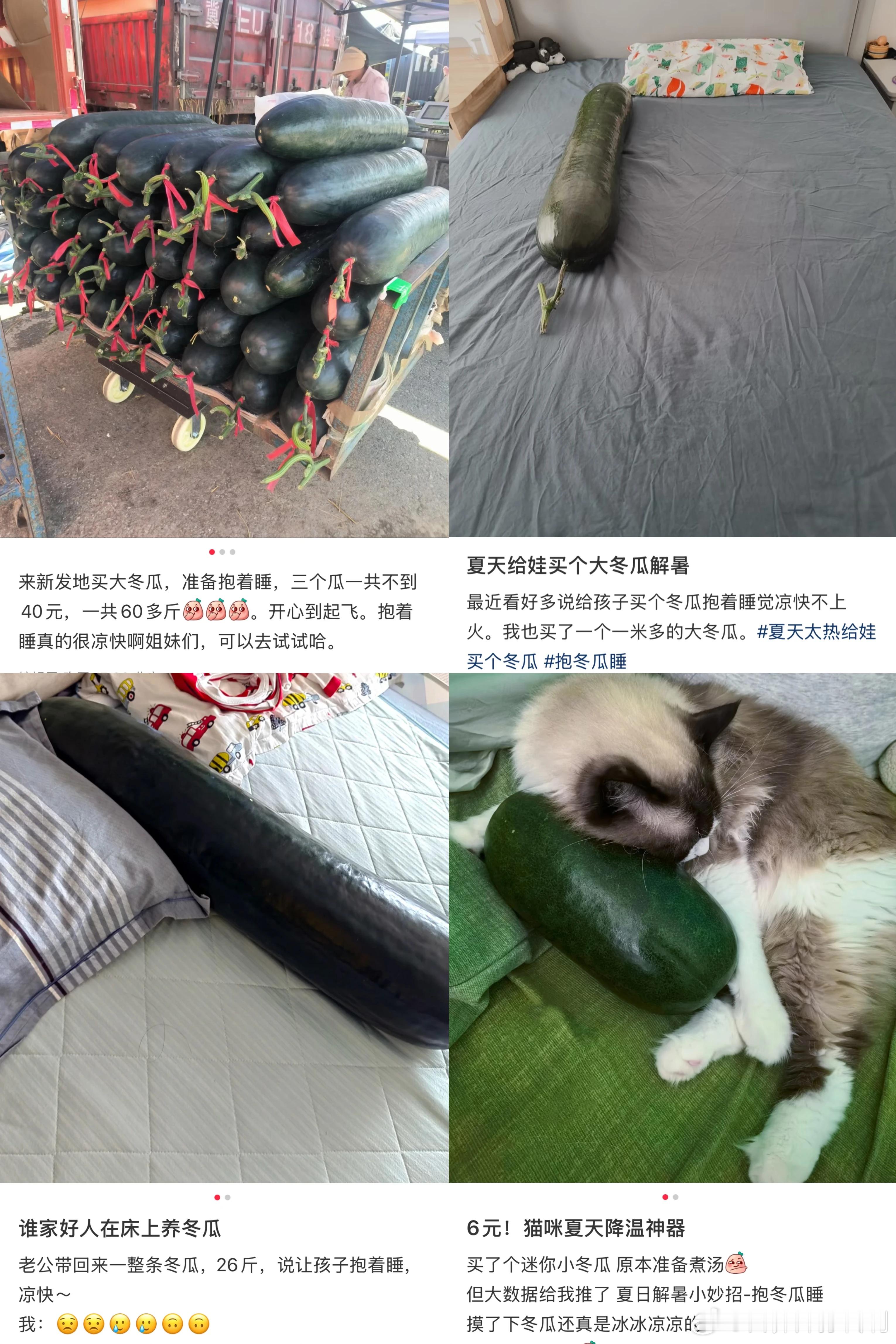 全民营养提升计划健闻登顶计划健康过暑假 【抱着冬瓜睡觉也能助眠？】其实，抱冬瓜睡