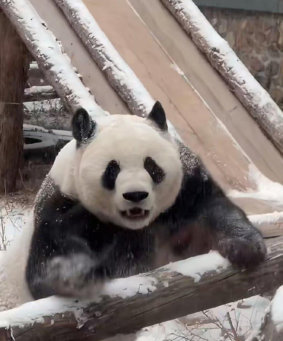 北京一下雪萌兰就秒变兰陵王北京初雪 北京雪天的顶流，必须是跨界变装的萌兰！前脚还