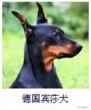菩萨蛮31·德国宾莎犬
       乌斑轻缀劲躯锐，竖耳斜凝英气迸。舌卷野风清