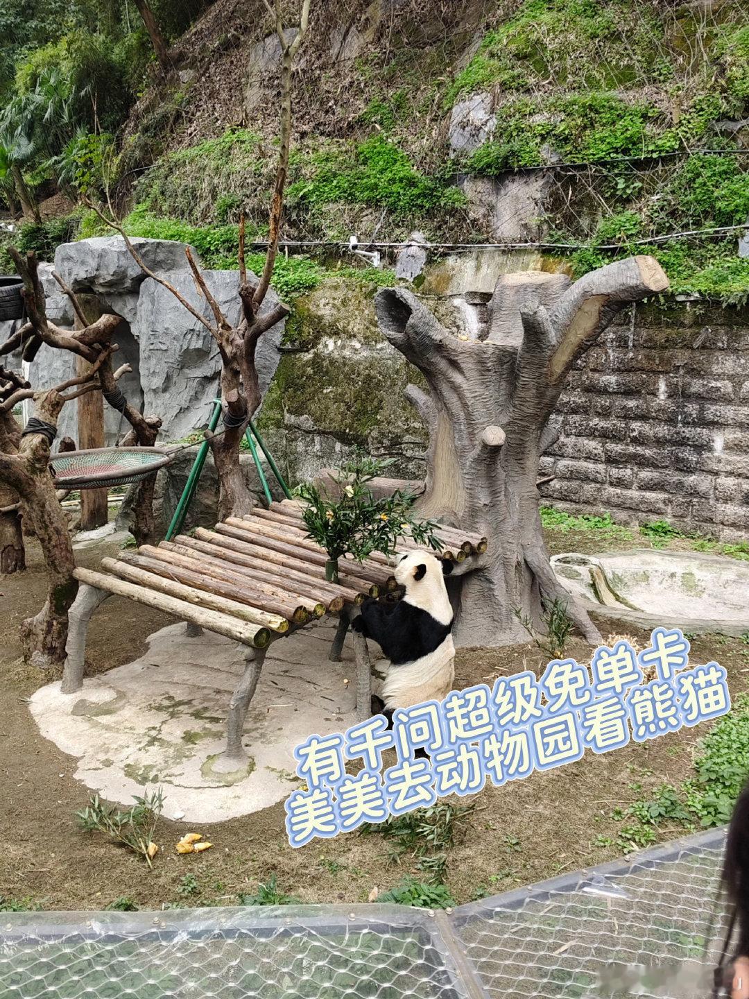 往年出门爸妈总嫌景点贵，今年有千问超级免单卡，方便又省钱，走到哪用到哪！全家玩得