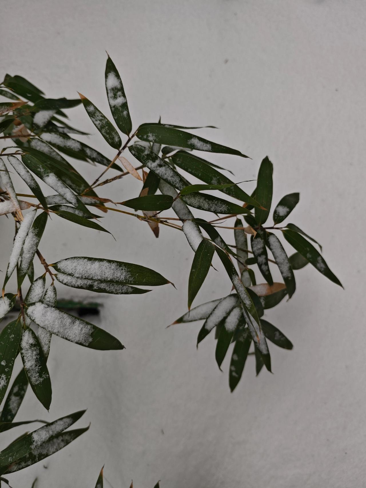 雪花从天空飘下来，没有目的地，却把大地装点得刚刚好。就像生活里那些不期而遇的小美