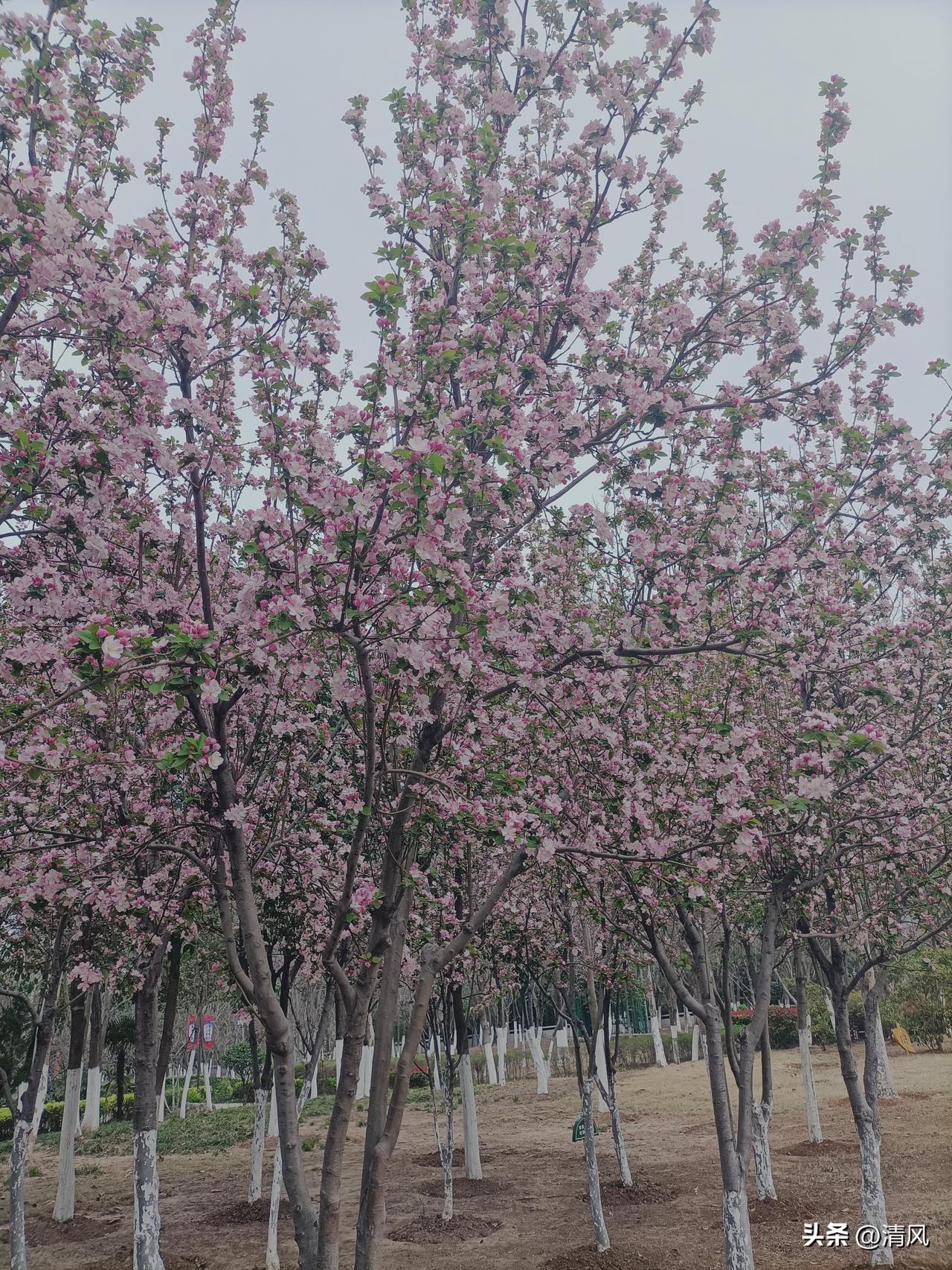 分享一张你拍的樱花照片春风拂过，樱花漫成一片粉色云海。