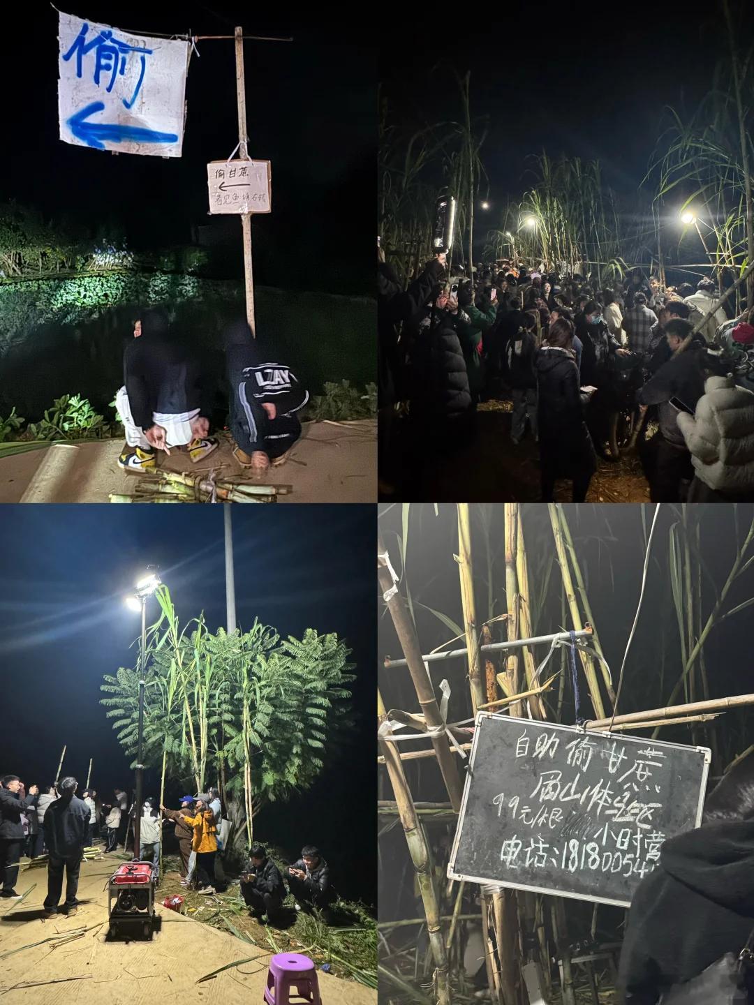 最近眉山自助偷甘蔗太火了！听老板说有很多真小偷混进去了，偷甘蔗不给钱，整片甘蔗地